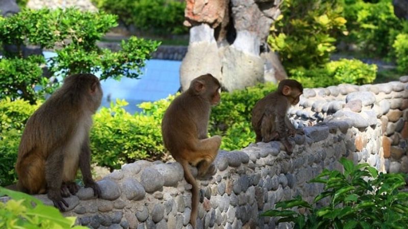  Khu du lịch Đảo Khỉ